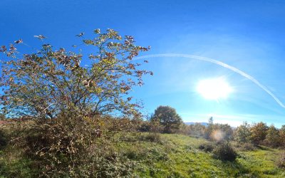 Progetto Ripopolamento Lepri