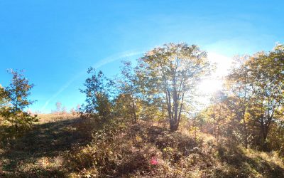 PROGETTO SPERIMENTALE RIPOPOLAMENTO FAUNISTICO