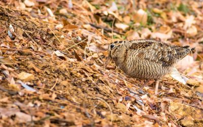 Presentazione dei dati cinegetici della specie beccaccia sul territorio della Regione Basilicata